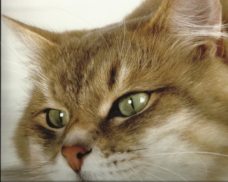 Close-up of Tabby Cat — Brown, Calm, Photograph, Eyes