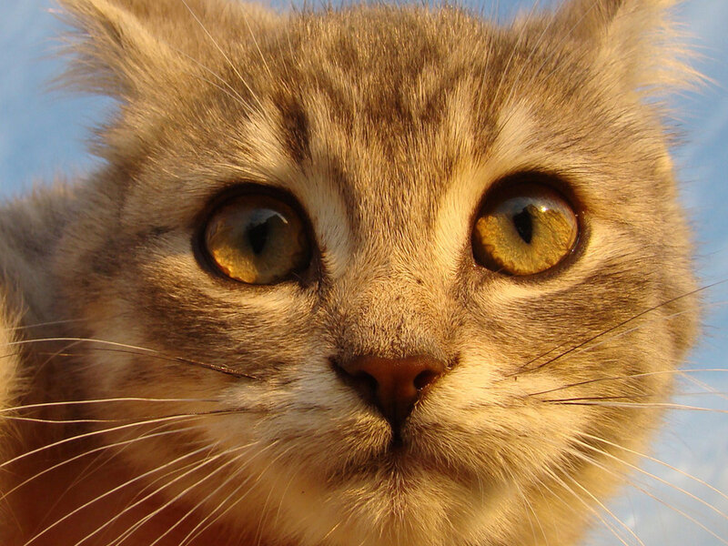 Close-up of Tabby Cat — Brown, Calm, Sunset