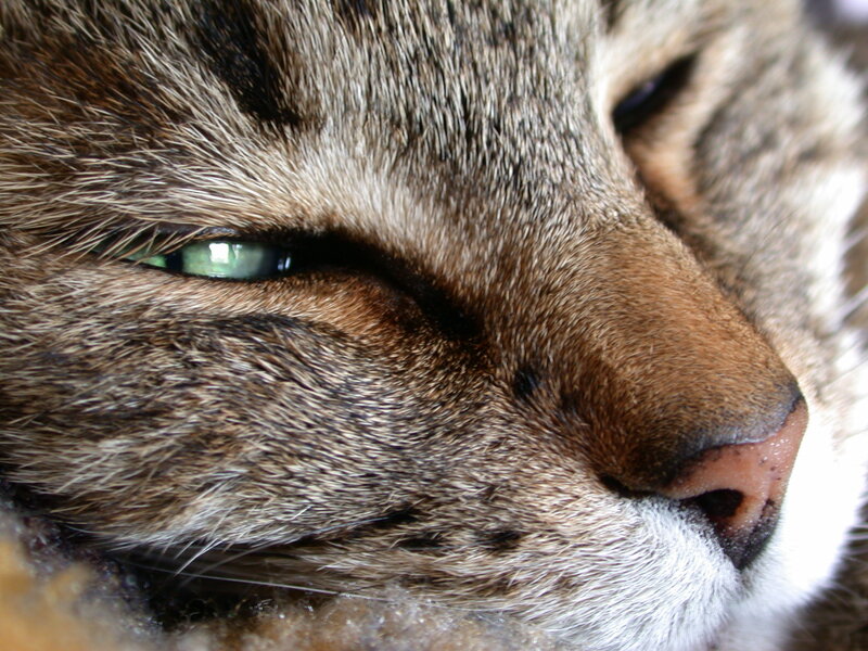 Close-up of Tabby Cat — Brown, Calm