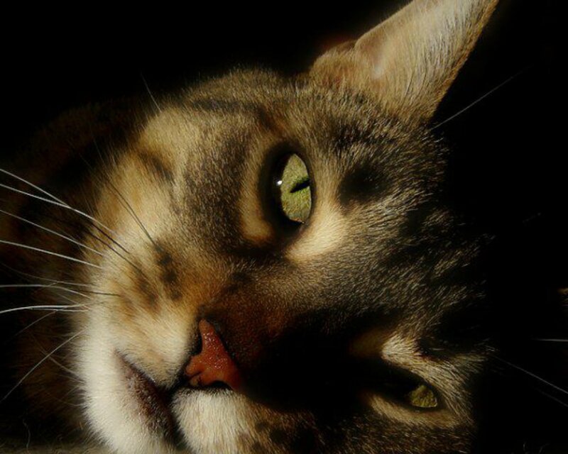 Close-up of Tabby Cat — Brown, Dramatic