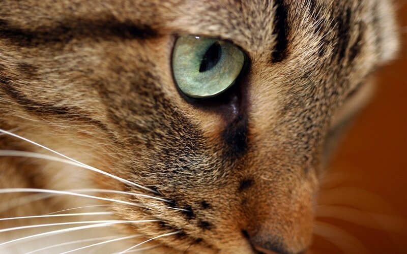 Close-up of Tabby Cat — Brown, Focused