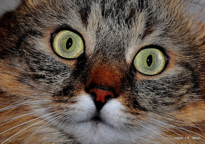 Close-up of Tabby Cat — Brown, Intense, Photograph, Eyes