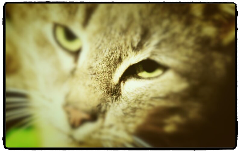 Close-up of Tabby Cat — Brown, Intense, Photograph, Eyes, Whiskers