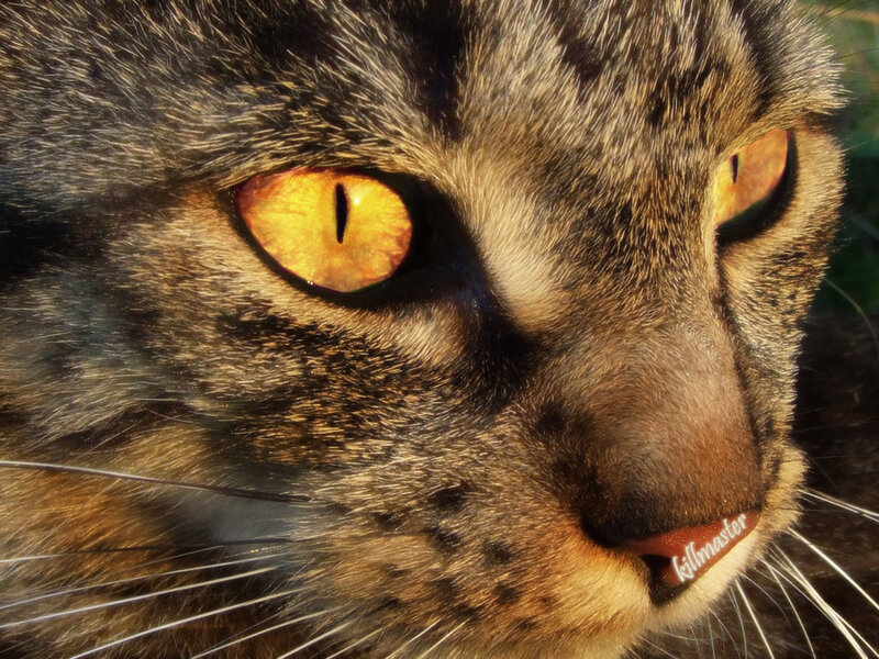 Close-up of Tabby Cat — Brown, Intense