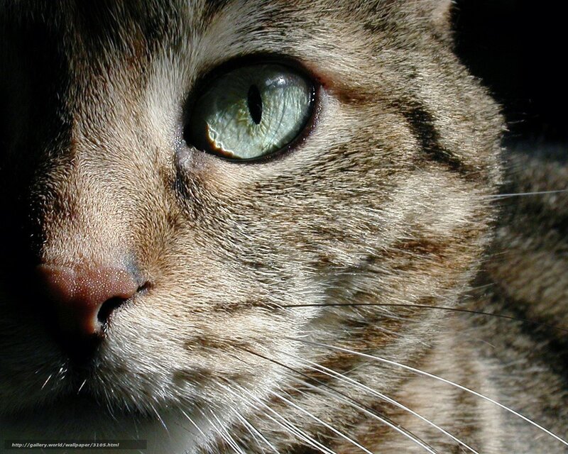 Close-up of Tabby Cat — Brown