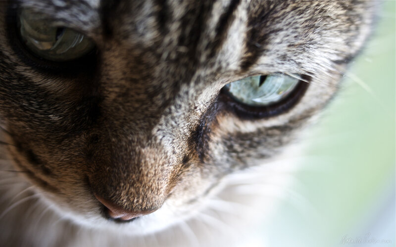 close-up of tabby cat eyes