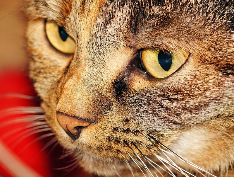 close-up of tabby cat face