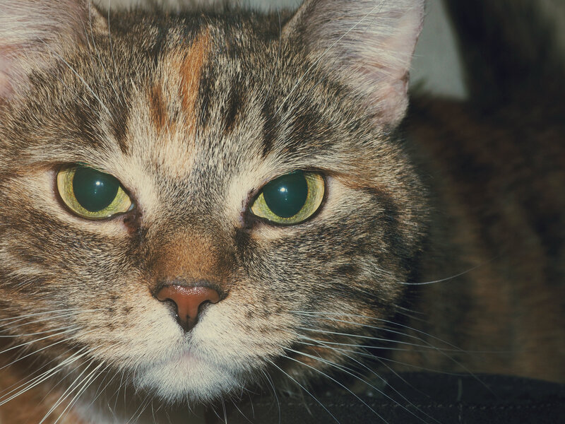 close-up of tabby cat face