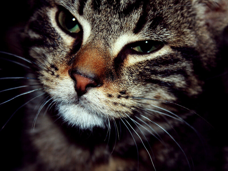 close-up of tabby cat face