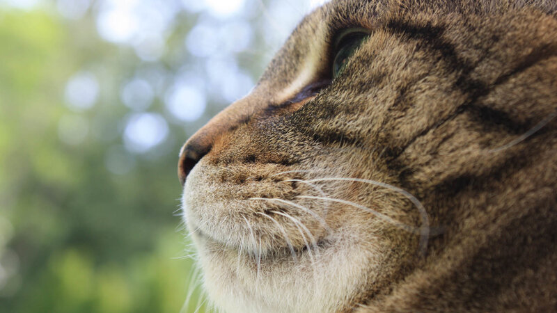 close-up of tabby cat face