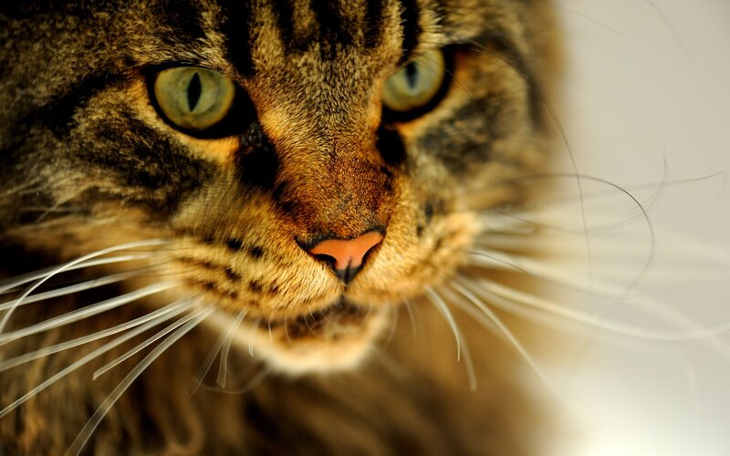 close-up of tabby cat face