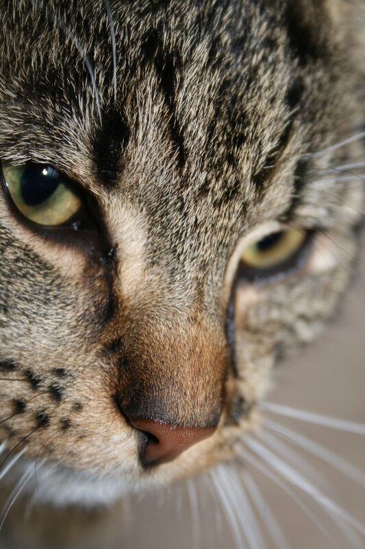 close-up of tabby cat face