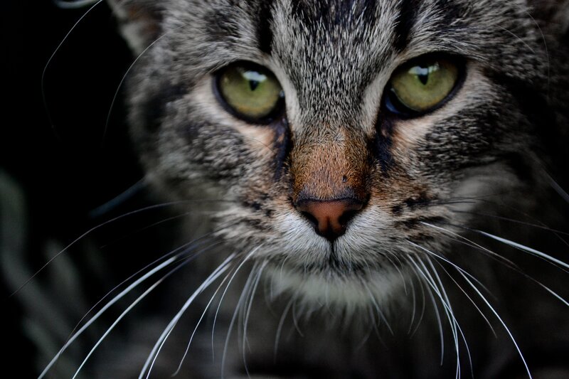 close-up of tabby cat face