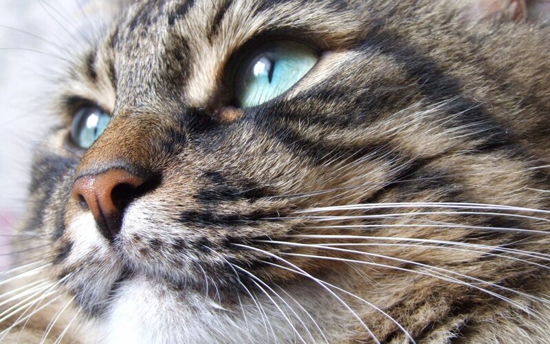 close-up of tabby cat face