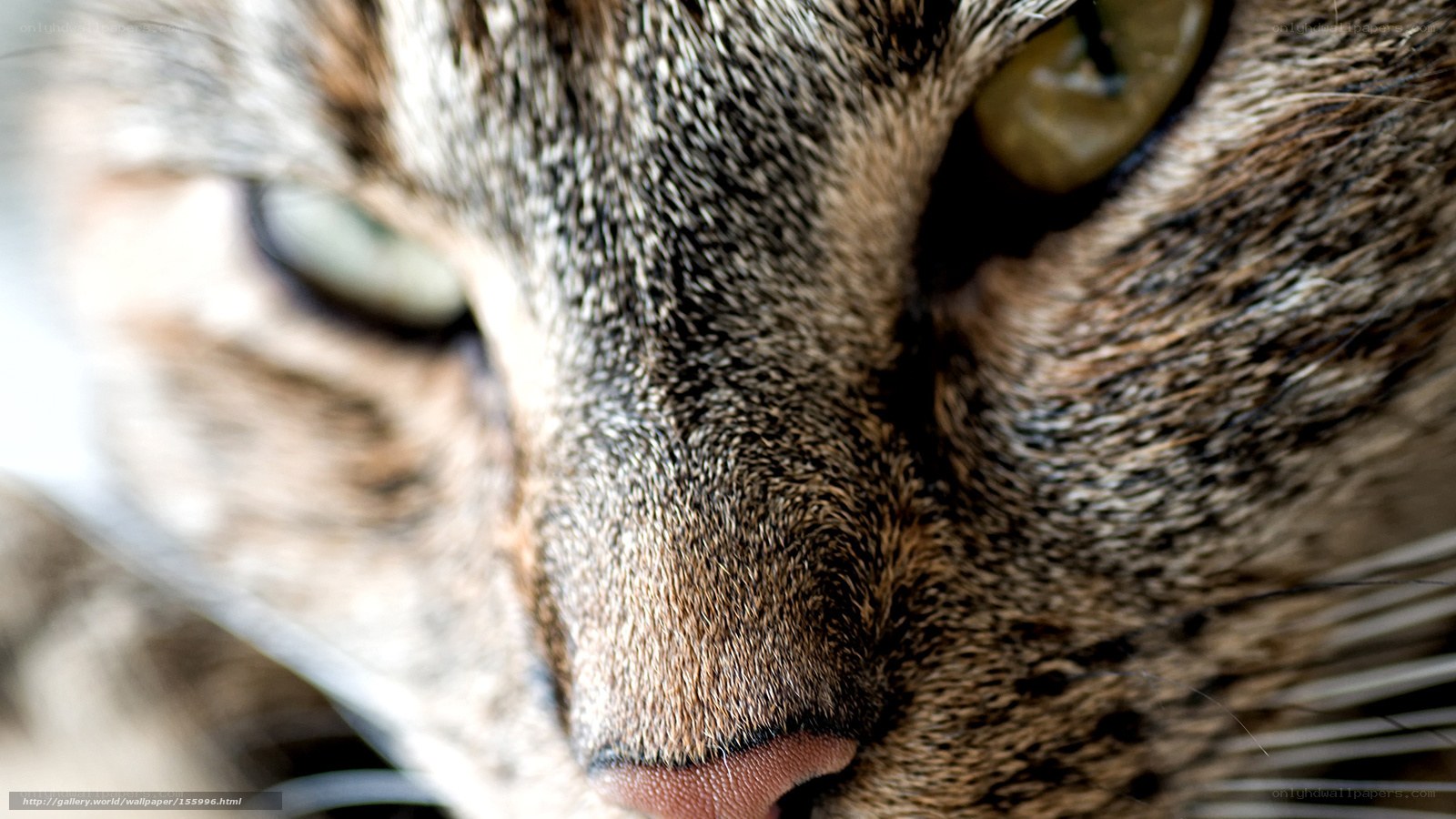 close-up of tabby cat face