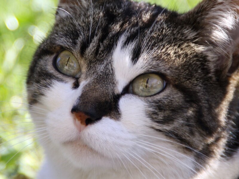close-up of tabby cat face