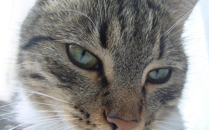 close-up of tabby cat face