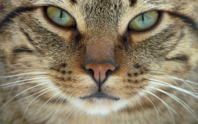 close-up of tabby cat face