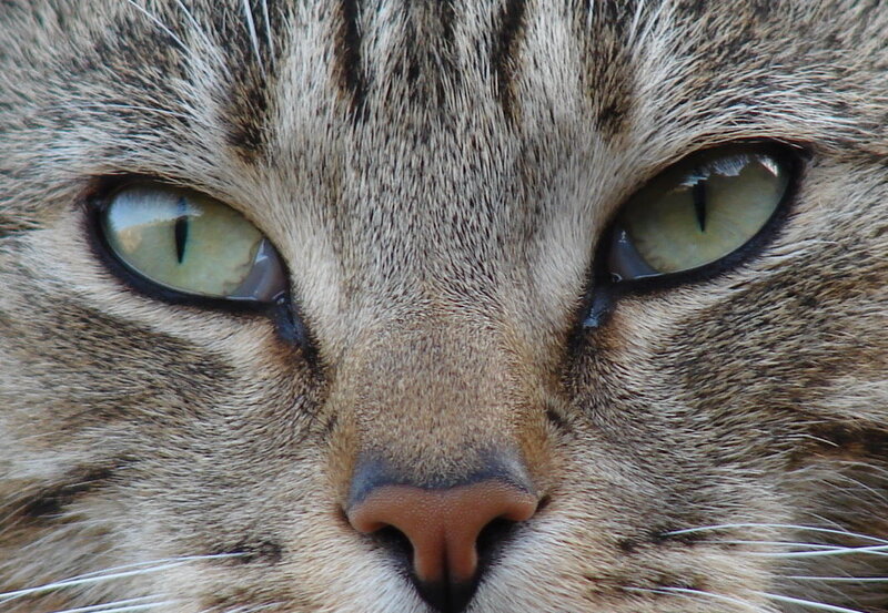 close-up of tabby cat face