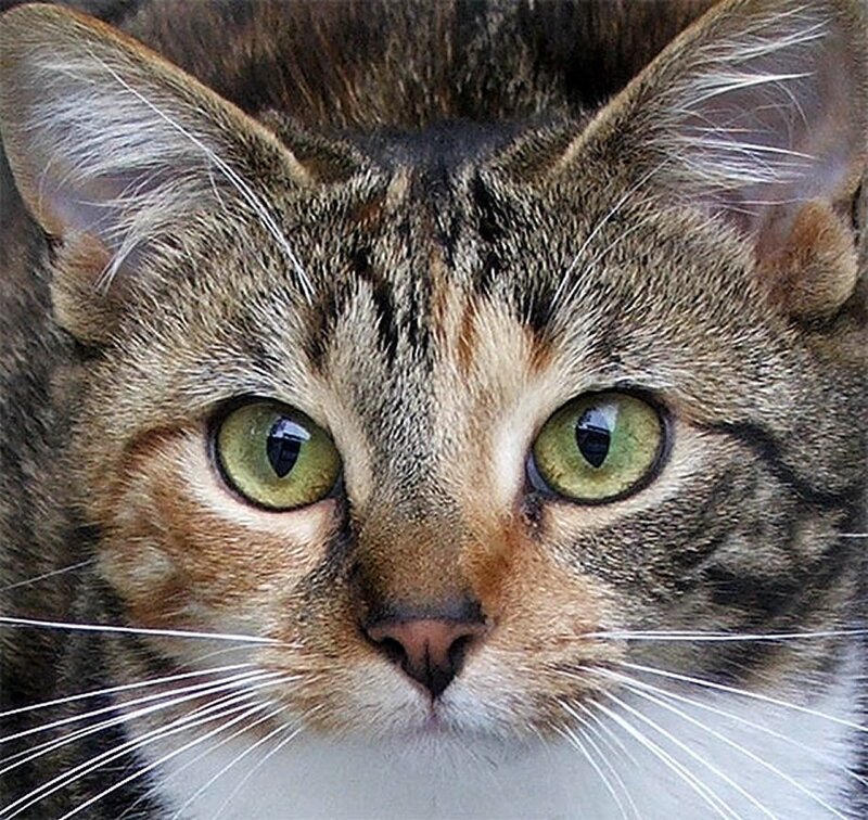 close-up of tabby cat face