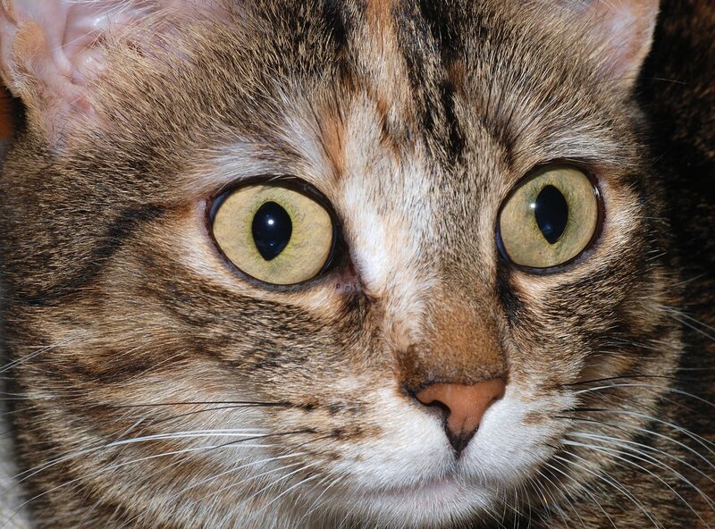 close-up of tabby cat face