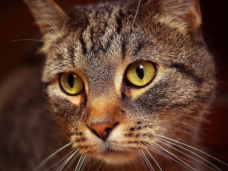 close-up of tabby cat face