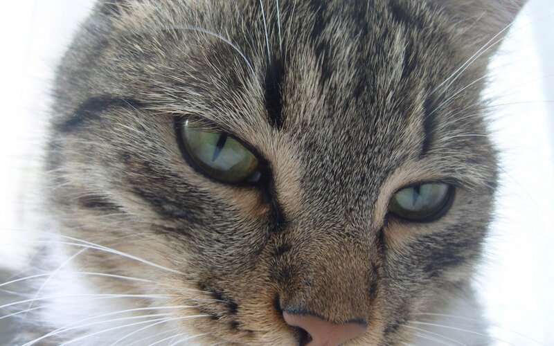 close-up of tabby cat face