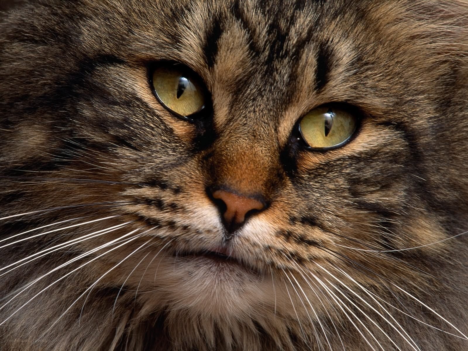 close-up of tabby cat face