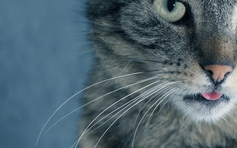 Close-up of Tabby Cat — Gray, Calm, Photograph, Eye