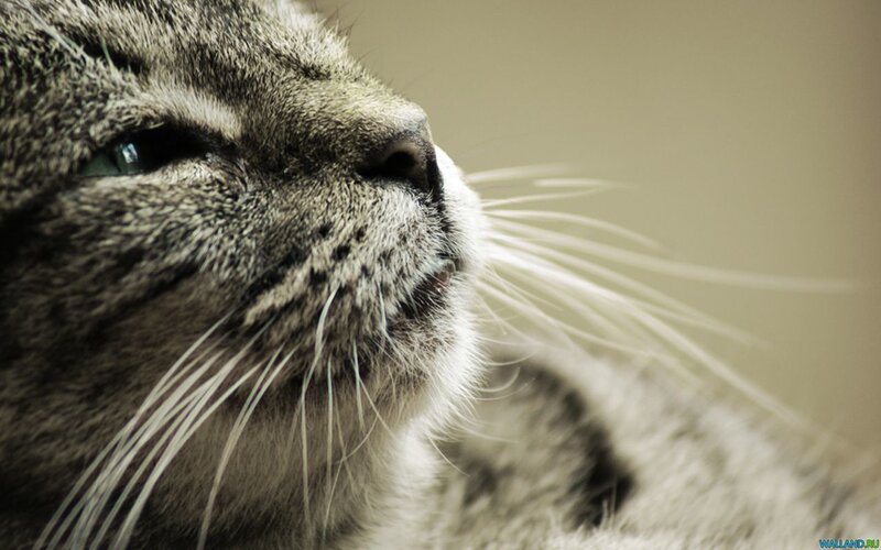 Close-up of Tabby Cat — Gray, Calm
