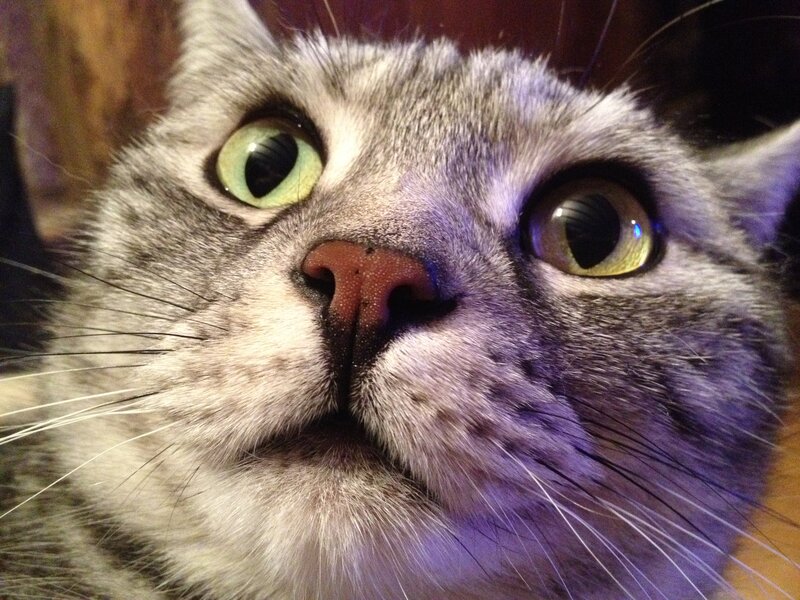 Close-up of Tabby Cat — Gray, Curious