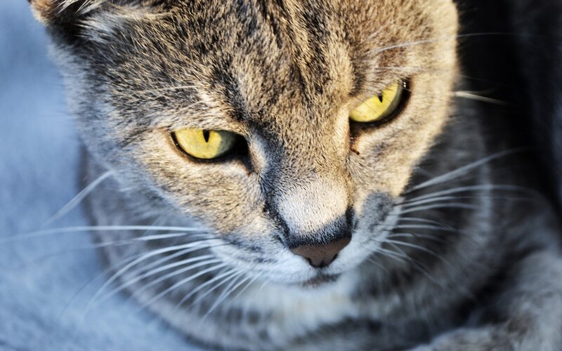 Close-up of Tabby Cat — Gray, Intense, Photograph, Eyes, Whiskers, Fur, Yellow, Black