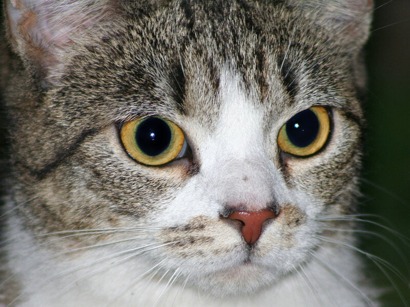 Close-up of Tabby Cat — Gray, Neutral