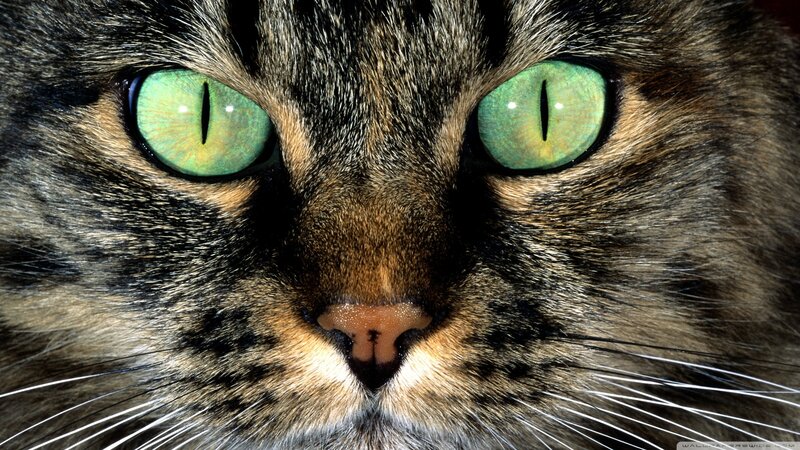 Close-up of Tabby Cat — Green, Intense