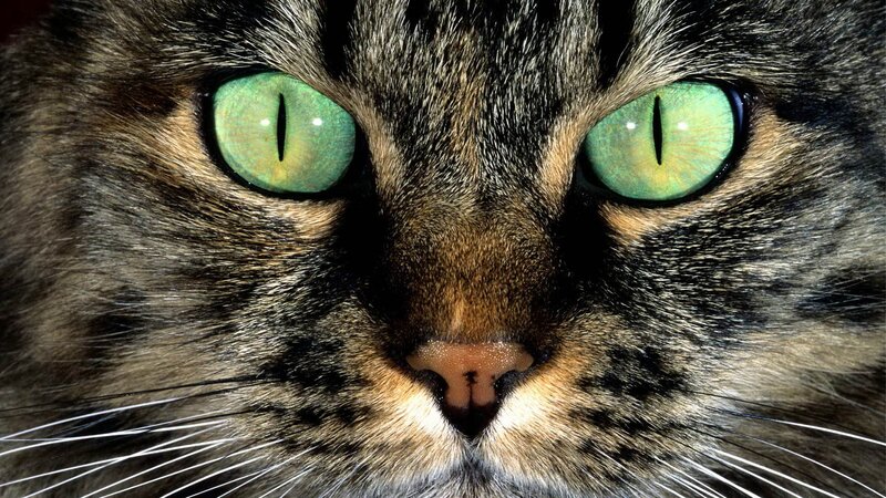 Close-up of Tabby Cat — Green