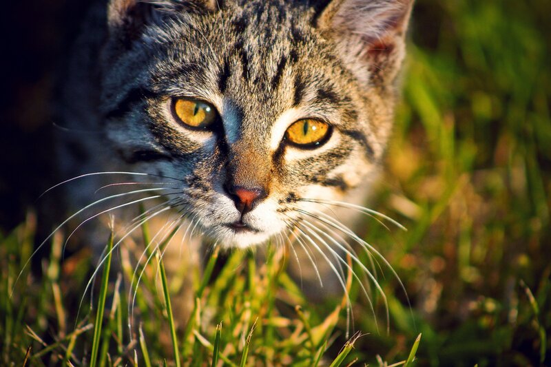 close-up of tabby cat in grass