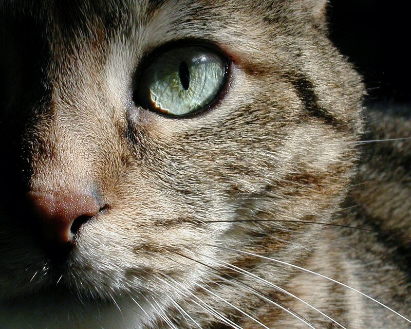 close-up of tabby cat's face