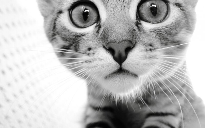 Close-up of Tabby Kitten