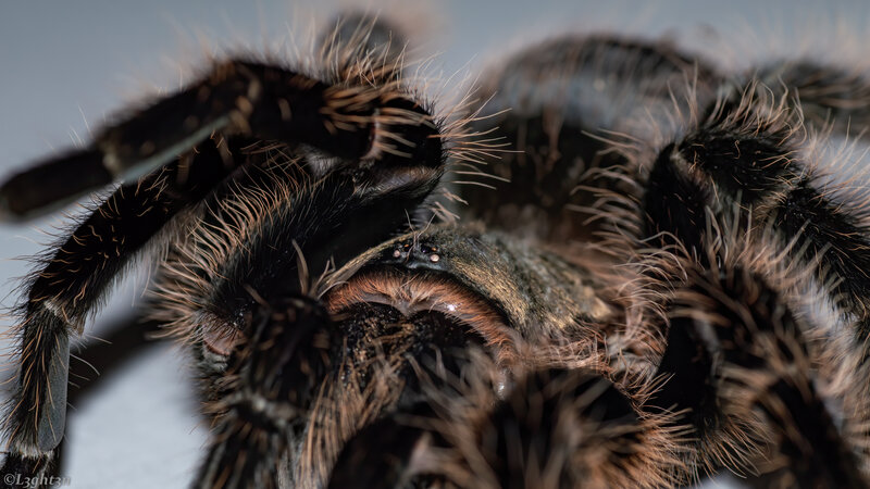 Close-up of Tarantula