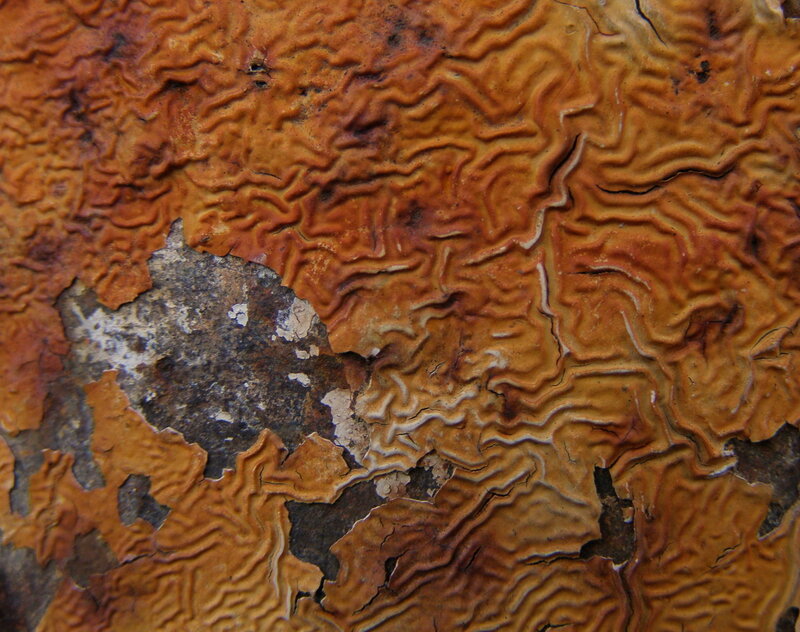 Close-up of textured bark