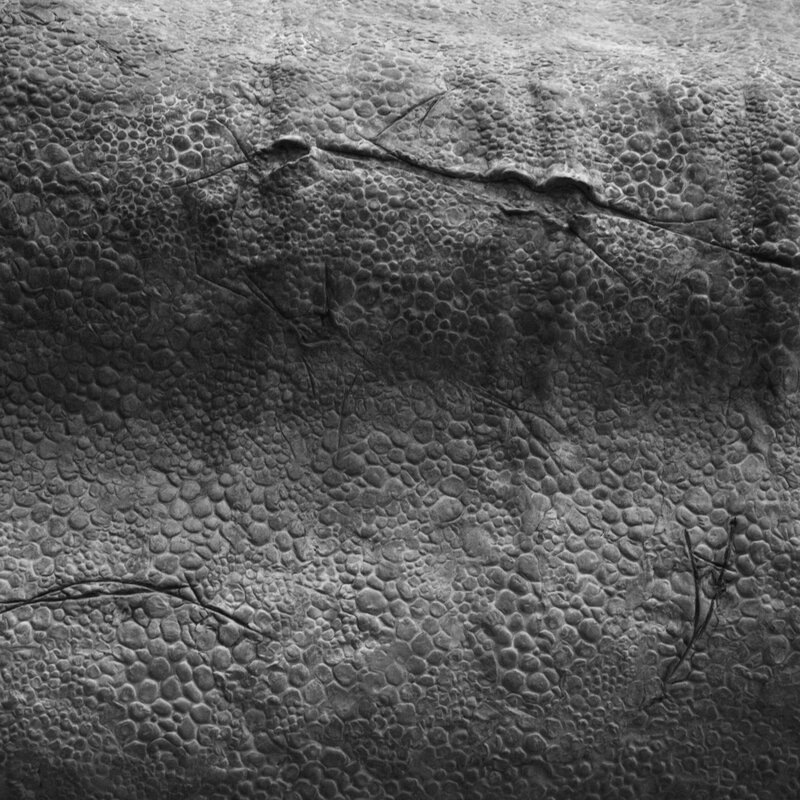 close-up of textured skin