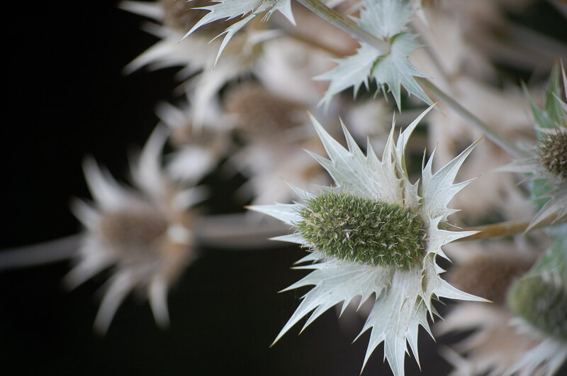 Close-up of thistle flowers