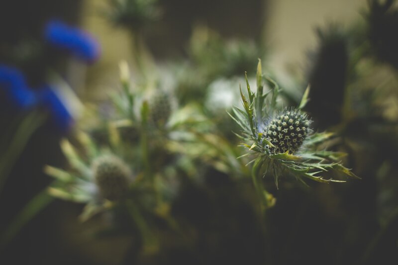 Close-up of thistle flowers