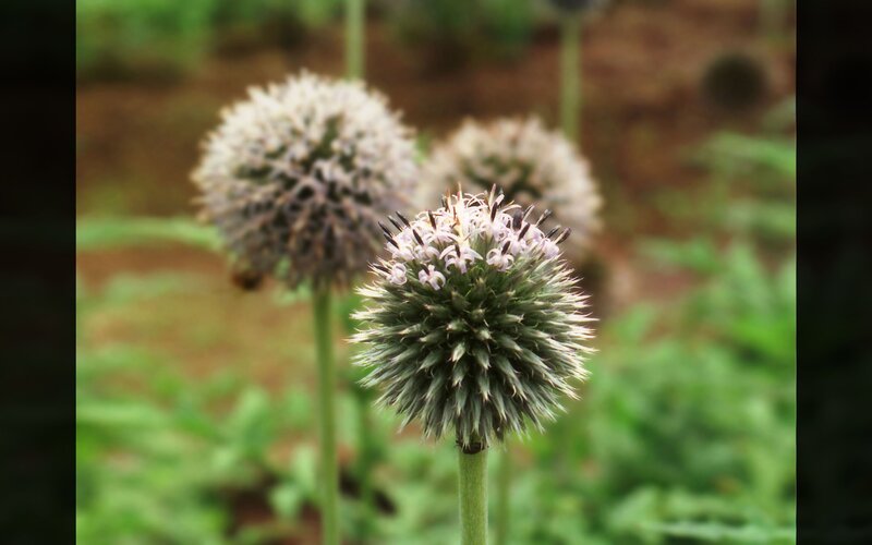Close-up of thistle-like flowers