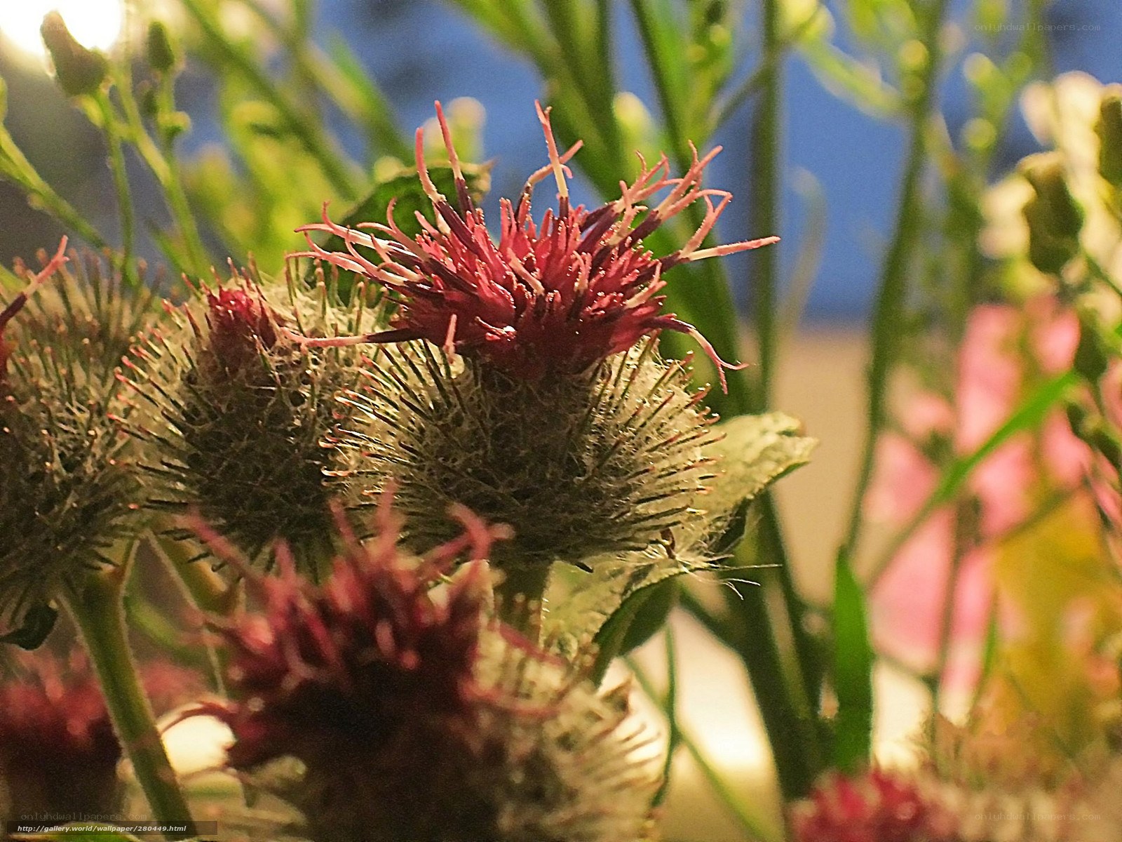 Close-up of thistle-like flowers