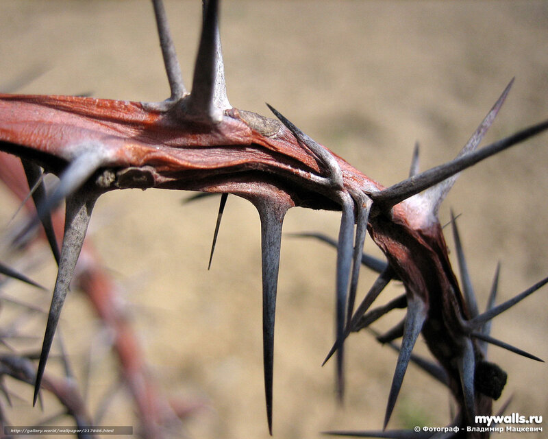 Close-up of thorny branch