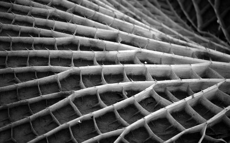 Close-up of thorny plant structure