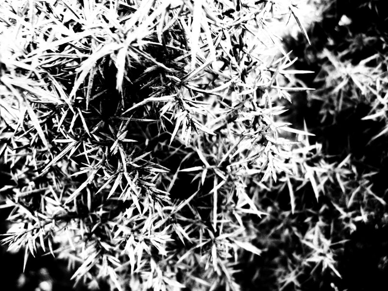 Close-up of Thorny Plant