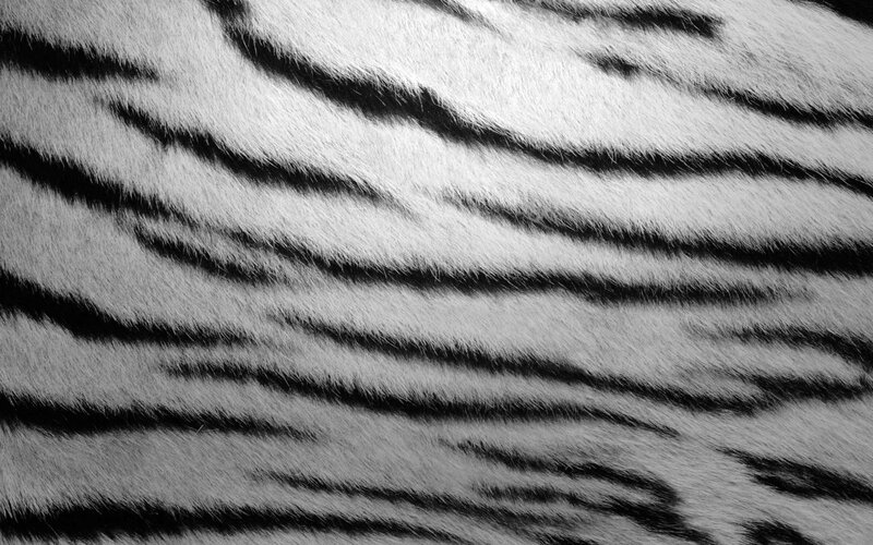 Close-up of Tiger Fur
