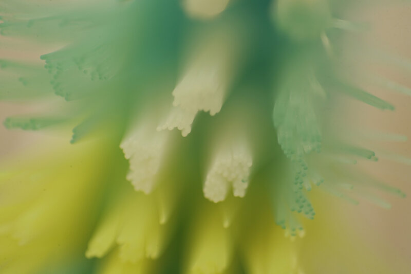 close-up of toothbrush bristles